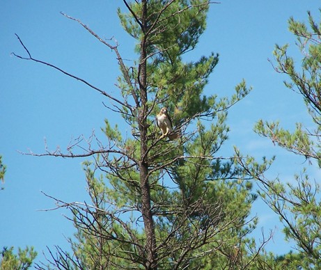hawk.jpg