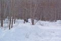 montrealskeet029