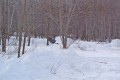 snow