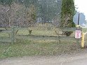 DSCF6994