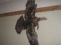 IMG_0482