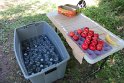 IMG_1240