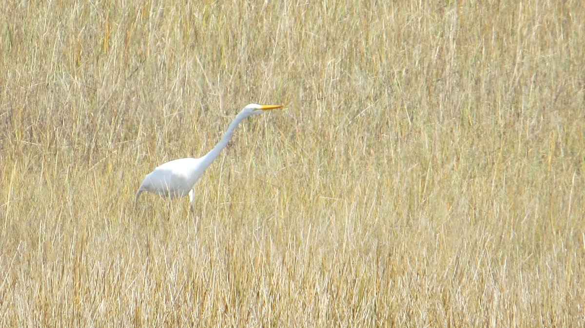 IMG_4337.JPG
