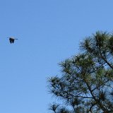 IMG 2979