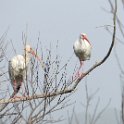 IMG 5219